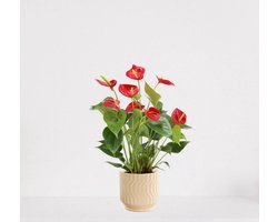 Anthurium Rood  in sierpot Jacky Vanille – bloeiende kamerplant – flamingoplant – 40-50cm - Ø13 – geleverd met plantenpot – vers uit de kwekerij