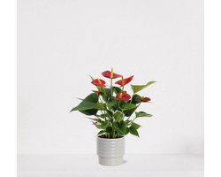 Anthurium rood in sierpot Naemi Offwhite – bloeiende kamerplant – flamingoplant – 40-50cm - Ø13 – geleverd met plantenpot – vers uit de kwekerij