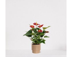 Anthurium rood in sierpot Naemi Taupe – bloeiende kamerplant – flamingoplant – 40-50cm - Ø13 – geleverd met plantenpot – vers uit de kwekerij