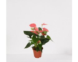 Anthurium roze – bloeiende kamerplant – Flamingoplant – 40-50cm - Ø12 – in kwekerspot – vers uit de kwekerij