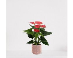 Anthurium Roze in sierpot Janneke roze – bloeiende kamerplant – flamingoplant – 40-50cm - Ø13 – geleverd met plantenpot – vers uit de kwekerij