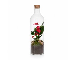 Anthurium Terrarium open - kant en klaar- Bottle Anthurium Roze M - Flessentuin -The Green Bottle Garden