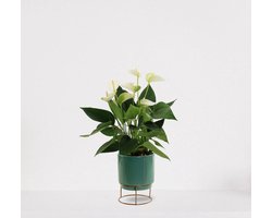 Anthurium Wit in sierpot Emma emerald green – bloeiende kamerplant – flamingoplant – 40-50cm - Ø13 – geleverd met plantenpot – vers uit de kwekerij