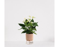 Anthurium Wit in sierpot Emma taupe – bloeiende kamerplant – flamingoplant – 40-50cm - Ø13 – geleverd met plantenpot – vers uit de kwekerij