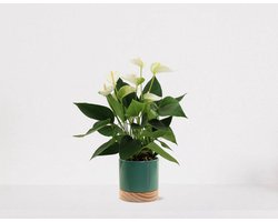 Anthurium Wit in sierpot Emma Wood emerald green – bloeiende kamerplant – flamingoplant – 40-50cm - Ø13 – geleverd met plantenpot – vers uit de kwekerij