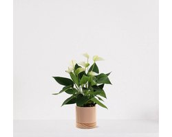 Anthurium Wit in sierpot Emma Wood taupe – bloeiende kamerplant – flamingoplant – 40-50cm - Ø13 – geleverd met plantenpot – vers uit de kwekerij