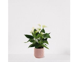 Anthurium Wit in sierpot Janneke roze – bloeiende kamerplant – flamingoplant – 40-50cm - Ø13 – geleverd met plantenpot – vers uit de kwekerij