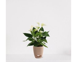 Anthurium Wit in sierpot Jip taupe – bloeiende kamerplant – flamingoplant – 40-50cm - Ø13 – geleverd met plantenpot – vers uit de kwekerij
