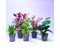 Aquabetta Aquarium Planten Set – 5 Levende Aquariumplanten – Aquascape Planten Mix – Alternanthera, Anubias, Rotala, Hygrophila & Lilaeopsis