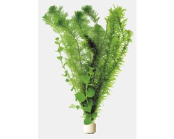 Aquafleur Koudwaterbos (3 varieteiten) In Terracotta Ring Waterplant