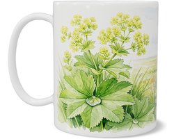 Aquarel Series Mok - Geelgroene Vrouwenmantel Alchemilla xanthochlora - Botanische Planten Bloemen Illustratie met Hollands Landschap Molen en Sloot - Flora Cadeau voor haar: Vrouw, Vriendin of Collega