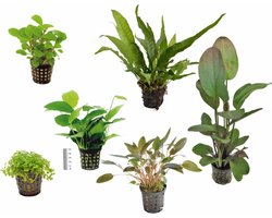 Aquariumplanten Mix 5 Potten