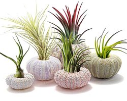 Aramox Schelp plantenpot, 5-delige zee-egel plantenpotten decoratieve hangende lucht plantenpotten, schelp plantenbak, 4-delige set, Modern design