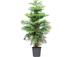 Araucaria heterophylla | kamerden