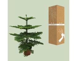 Araucaria Heterophylla - Ø21cm - 70cm
