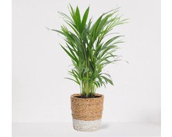 Areca in luxe siermand Amber Wit – luchtzuiverende kamerplant – eenvoudig te onderhouden Goudpalm - ↕55-70cm - Ø18 – geleverd met plantenpot – vers uit de kwekerij