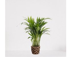 Areca in siermand Guusje Naturel – luchtzuiverende kamerplant – eenvoudig te onderhouden Goudpalm - ↕35-50cm - Ø13 – geleverd met plantenpot – vers uit de kwekerij