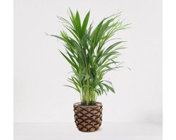 Areca in siermand Guusje Naturel – luchtzuiverende kamerplant – eenvoudig te onderhouden Goudpalm - ↕55-70cm - Ø18 – geleverd met plantenpot – vers uit de kwekerij