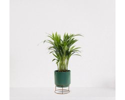 Areca in sierpot Emma Emerald green – luchtzuiverende kamerplant – eenvoudig te onderhouden Goudpalm - 35-50cm - Ø13 – geleverd met plantenpot – vers uit de kwekerij