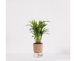 Areca in sierpot Emma Taupe – luchtzuiverende kamerplant – eenvoudig te onderhouden Goudpalm - 35-50cm - Ø13 – geleverd met plantenpot – vers uit de kwekerij