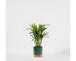 Areca in sierpot Emma wood Emerald green – luchtzuiverende kamerplant – eenvoudig te onderhouden Goudpalm - 35-50cm - Ø13 – geleverd met plantenpot – vers uit de kwekerij