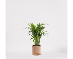 Areca in sierpot Emma wood Taupe – luchtzuiverende kamerplant – eenvoudig te onderhouden Goudpalm - 35-50cm - Ø13 – geleverd met plantenpot – vers uit de kwekerij
