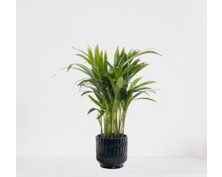Areca in sierpot Jacky Donker Blauw – luchtzuiverende kamerplant – eenvoudig te onderhouden Goudpalm - 35-50cm - Ø13 – geleverd met plantenpot – vers uit de kwekerij