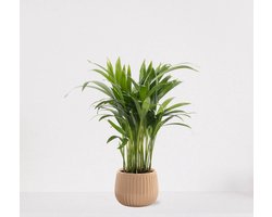 Areca in sierpot Livia Vanille – luchtzuiverende kamerplant – eenvoudig te onderhouden Goudpalm - 35-50cm - Ø15 – geleverd met plantenpot – vers uit de kwekerij