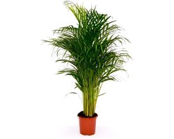Areca Palm Dypsis Chrysalidocarpus Lutescens Goudpalm 130cm↑ Potmaat Ø24cm Kamerplant