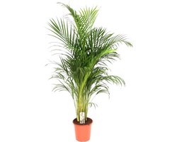 Areca palm - Goudpalm - Kamerplant - Hoogte 170-190 cm - Potmaat Ø24cm