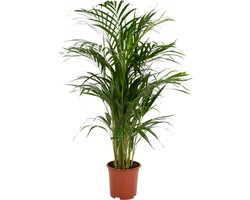 Areca palm - Goudpalm - Kamerplant - Hoogte 75-95 cm - Potmaat Ø19cm