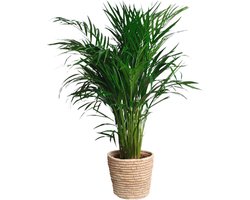 Areca Palm - Luchtreinigende Kamerplant - Groot (100 cm) en Onderhoudsvriendelijk