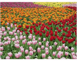 Art for the Home Buitencanvas Nederlands Tulpenveld
