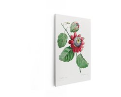 Artaza Canvas Schilderij Botanische Illustratie van de Passiflora Alata Bloem met Bladeren - 20x30 cm - Klein - Wanddecoratie Woonkamer - Schilderijen - Muurdecoratie