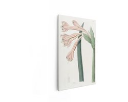 Artaza Canvas Schilderij Botanische Illustratie van een Plant met Roze Bloemen en Groene Bladeren - 19E-Eeuwse Gravure - 40x60 cm - Wanddecoratie Woonkamer - Schilderijen - Muurdecoratie