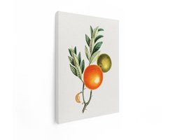 Artaza Canvas Schilderij Botanische Illustratie van een Sinaasappelboomtak met Vruchten en Bladeren - 30x40 cm - Klein - Wanddecoratie Woonkamer - Schilderijen - Muurdecoratie