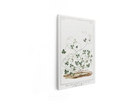 Artaza Canvas Schilderij Botanische Illustratie van Trifolium Subterraneum met Gedetailleerde Bladeren en Stengels - 60x90 cm - Wanddecoratie Woonkamer - Schilderijen - Muurdecoratie
