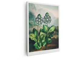 Artaza Canvas Schilderij Botanische Illustratie van twee Bloeiende Primula Auricula Planten in een Berglandschap - 40x50 cm - Wanddecoratie Woonkamer - Schilderijen - Muurdecoratie