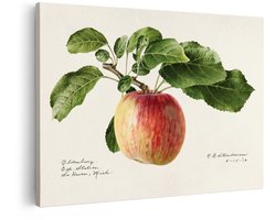 Artaza Canvas Schilderij Een Oldenburg Appel met Bladeren aan een Tak - een Botanische Illustratie - 60x40 cm - Wanddecoratie Woonkamer - Schilderijen - Muurdecoratie
