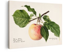 Artaza Canvas Schilderij Gedetailleerde Aquarelillustratie van een 'Henry Clay' Appel aan een Tak met Bladeren - 60x40 cm - Wanddecoratie Woonkamer - Schilderijen - Muurdecoratie