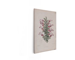 Artaza Canvas Schilderij Gedetailleerde Botanische Illustratie van Grevillea Lavandulacea Bloemen en Bladeren - 40x60 cm - Wanddecoratie Woonkamer - Schilderijen - Muurdecoratie