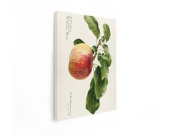 Artaza Canvas Schilderij Gedetailleerde Illustratie van een Appel aan een Tak met Bladeren en Handschrift - 60x80 cm - Wanddecoratie Woonkamer - Schilderijen - Muurdecoratie