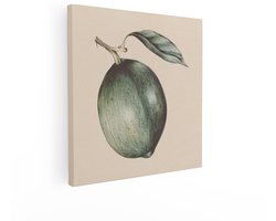 Artaza Canvas Schilderij Gedetailleerde Illustratie van een Enkele Groene Vrucht met een Blad aan een Tak - 90x90 cm - Groot - Wanddecoratie Woonkamer - Schilderijen - Muurdecoratie