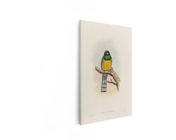 Artaza Canvas Schilderij Gekleurde Illustratie van een Trogon Tenellus Vogel Zittend op een Tak - 40x60 cm - Wanddecoratie Woonkamer - Schilderijen - Muurdecoratie