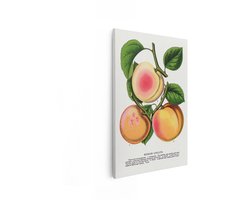 Artaza Canvas Schilderij Vintage Illustratie van Drie Russische Abrikozenvariëteiten op een Tak met Bladeren - 40x60 cm - Wanddecoratie Woonkamer - Schilderijen - Muurdecoratie