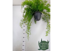 Asparagus dens. 'Sprengeri' - Hoogte 60cm - Potmaat 19cm - Luchtzuiverende Kamerplant - Plant binnen