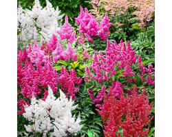 Astilbe - Buitenplant Winterhard - Mix van 5 soorten - Tuinplant - 10 stuks - Meerkleurig - Tuin Plant voor Buiten