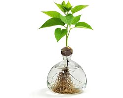 Avocado en Kastanje Groei Vazen, Glazen Hydroponische Vazen voor Bloemen en Decoratie, Perfect voor Tafel, Woonkamer en Bruiloft