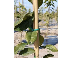 Bamboe Stokken - Klimhulp Planten - Tuinondersteuning - Natuurlijk Robuust Materiaal - 200 cm 8-10 mm - Bruin Geel