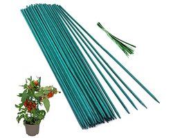 Bamboestokken voor Plantenondersteuning - 50 Stuks - Stevige Tuinstokken voor Binnen en Buiten